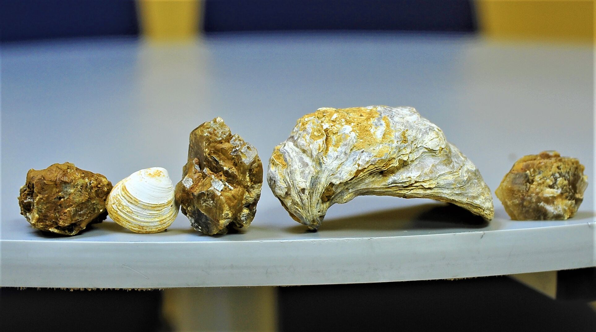 A strange mix of rock crystals and shells..JPG